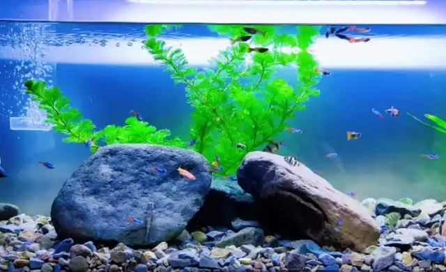 松宝鱼缸质量怎么样