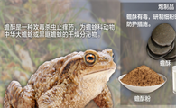2023年蟾酥价格表