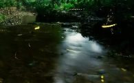 萤火虫要睡觉吗