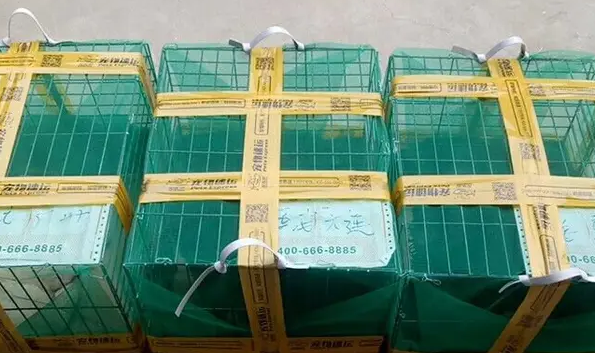 淘宠惠宠物托运，安全放心，值得信赖！