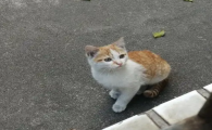 猫咪呕吐物带血丝怎么办