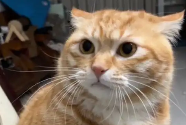 猫口吐白沫是什么原因 猫口吐白沫是什么原因