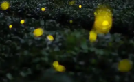 萤火虫可以买吗