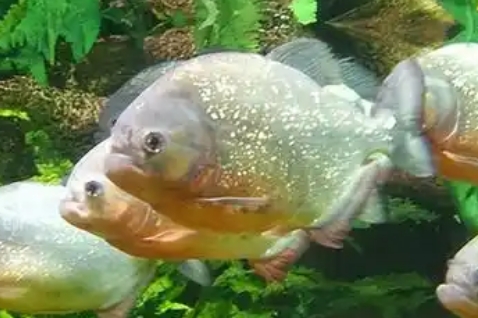 我国有食人鱼吗