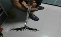 家中厨房有蜈蚣怎么办