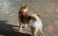 狗狗一次大姨妈来几天