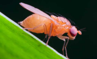 怎样消除果蝇