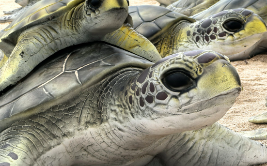 小乌龟壳软了怎么治疗 小乌龟壳软了怎么治疗