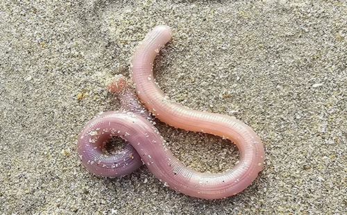 沙虫