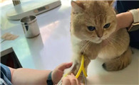 猫咪绿萝中毒怎么处理