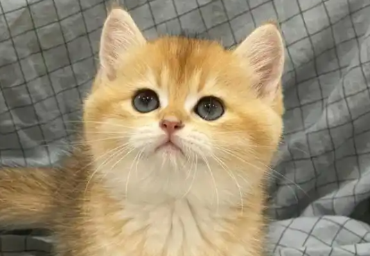 猫咪每天晚上叫为什么不让碰 猫咪每天晚上叫为什么不让碰