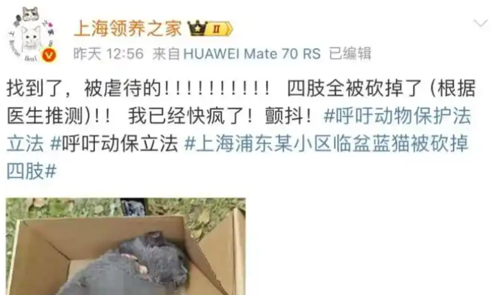 令人震惊！上海一怀孕蓝猫疑遭虐待