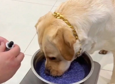 狗狗一直吃狗粮到底好不好呀