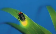 萤火虫怎么防治