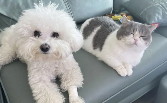 宠物狗坐着高铁来杭州了，今起10趟列车正式接受宠物托运