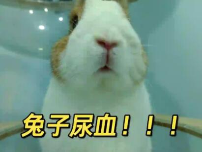 兔子尿血水怎么回事