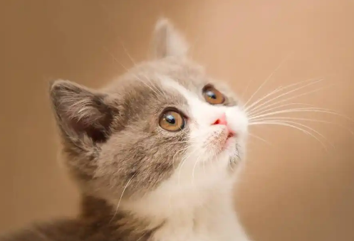 英短蓝猫相当于人的几岁 英短蓝猫相当于人的几岁