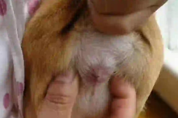 猫的肛门腺多久挤一次 猫的肛门腺多久挤一次