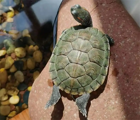 乌龟能吃咸虾皮吗