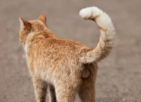 猫咪高兴时尾巴是什么样的