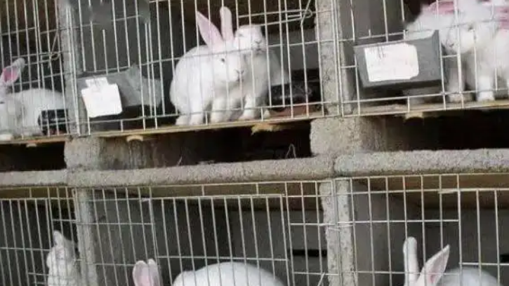 兔子一年生几窝