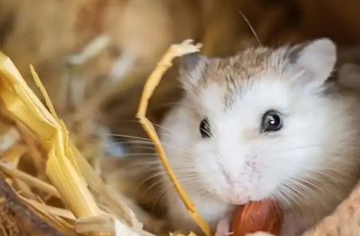 仓鼠不吃东西怎么办变瘦了 仓鼠不吃东西怎么办变瘦了
