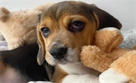 犬瘟热幼犬临死症状有哪些