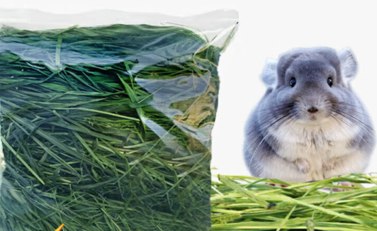 暮秋小主龙猫粮没有了用什么替代