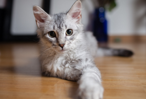 小猫多大需要辅助排便 小猫多大需要辅助排便