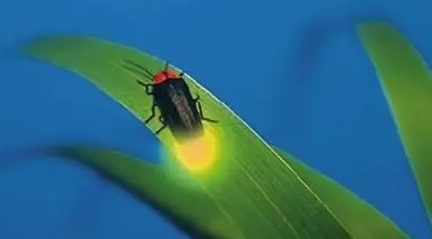 能看到萤火虫的地方