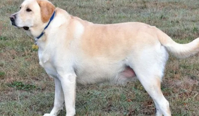 拉布拉多几个月可以配对 拉布拉多几个月可以配对