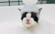 猫咪洗澡驱虫疫苗顺序