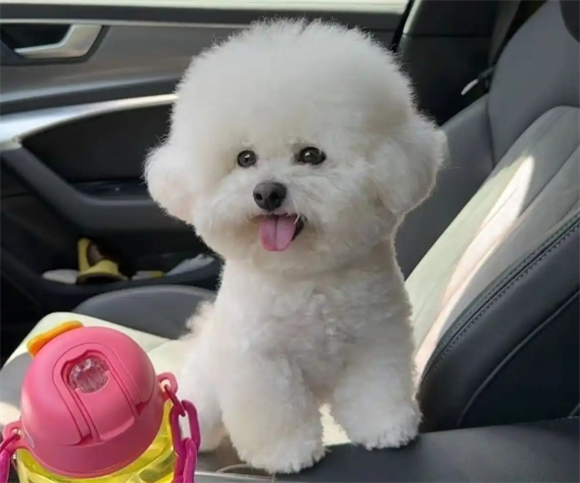 比熊总是像哮喘一样然后咔的一声 比熊总是像哮喘一样然后咔的一声