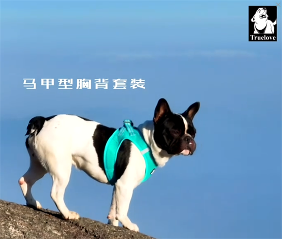 TRUELOVE狗狗牵引绳：安全出行的贴心之选