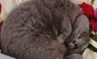 猫呼吸有呼噜声像喉咙有痰样的药物