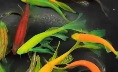 斑马鱼死之前什么征兆