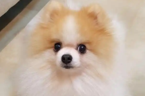 博美几个月长成型