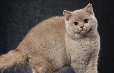 英短母猫能发腮吗 英短母猫能发腮吗
