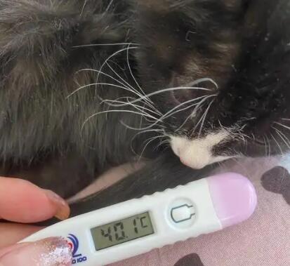 猫退烧后多久吃喝正常 猫退烧后多久吃喝正常