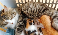 猫饿的时候会吃崽子吗