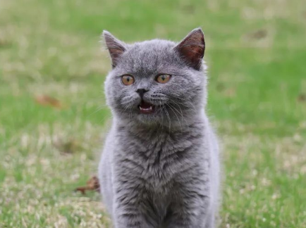 一只成年蓝猫的价格