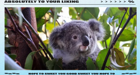 澳大利亚考拉生存堪忧,政府升级保护级别启动紧急行动 澳大利亚考拉生存堪忧,政府升级保护级别启动紧急行动