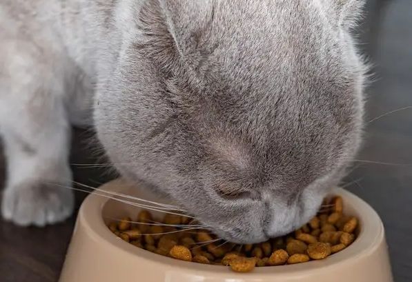浪猫猫粮产品特点及性价比