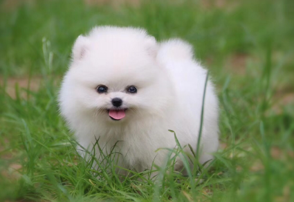 幼犬可以吃多少橘子