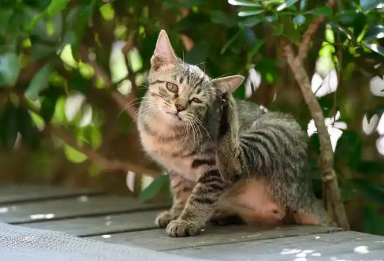 猫咪耳朵流黄水怎么办还臭用什么药