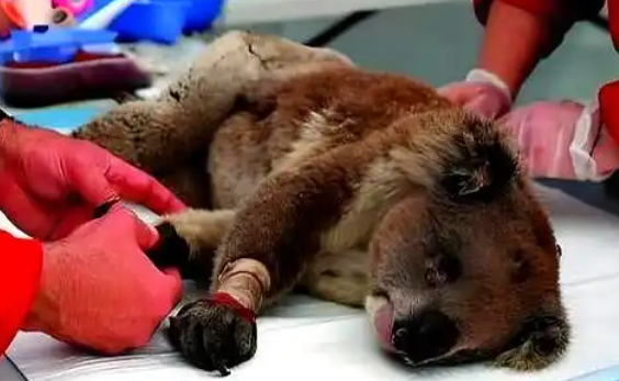 澳洲直升机射死750只考拉，背后的原因竟然是这样？