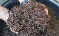 一平方可以养多少蚯蚓