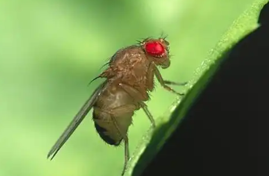 家里怎么杀果蝇