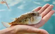我的河豚怎么不鼓肚子