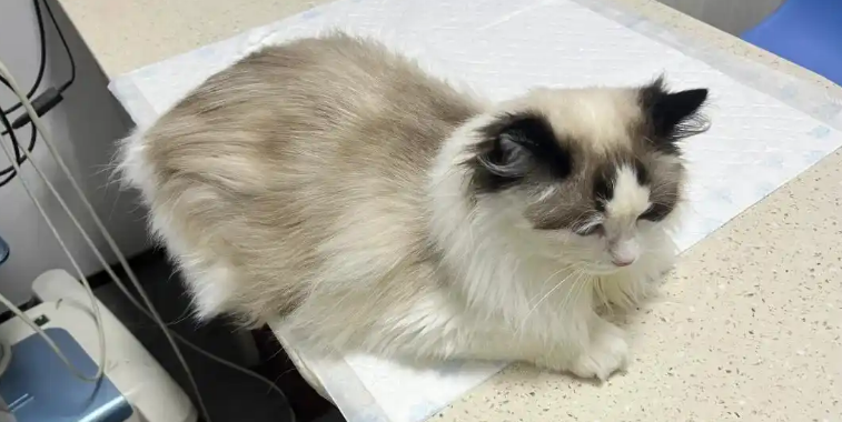 猫拉绿色的屎是怎么回事 猫拉绿色的屎是怎么回事